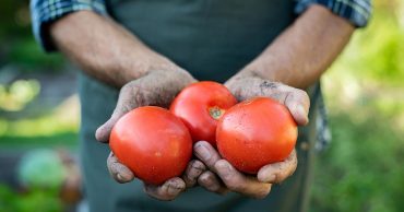 south african farmers